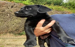 Labrador Retriever dogs for sale: Labrador (working) puppies - Image 9