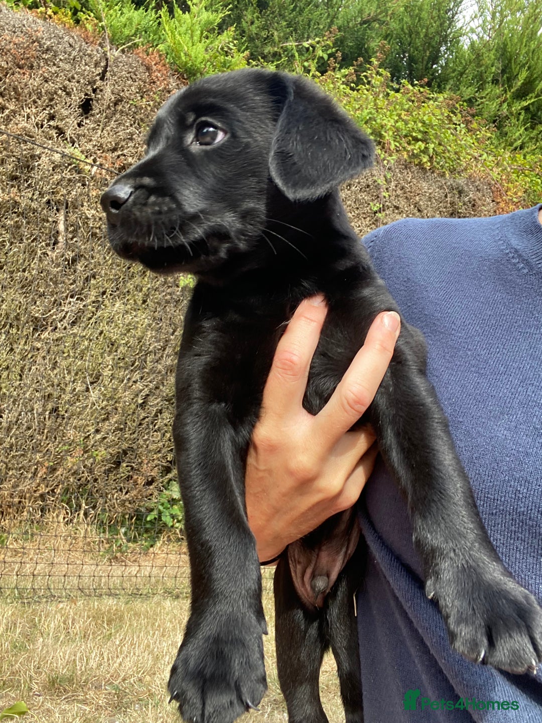 Labrador Retriever dogs for sale: Labrador (working) puppies - Image 9