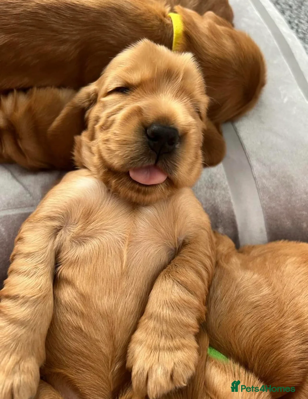 Gallery Image {{count}}