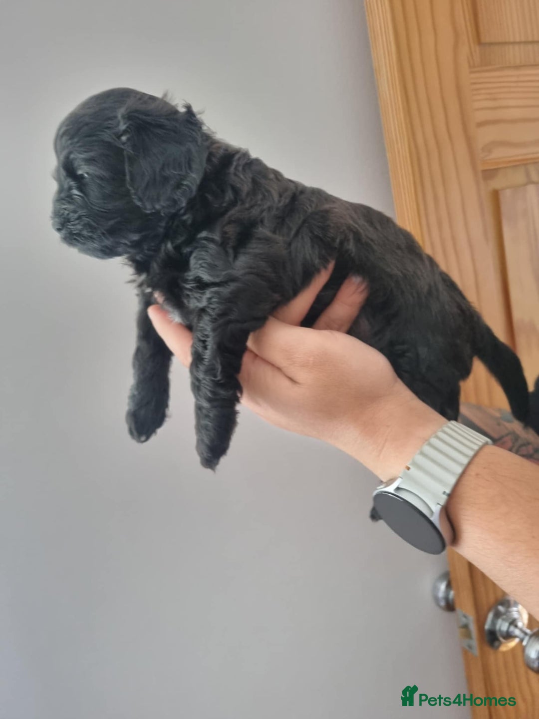Cavapoochon dogs for sale: Cavapoochon 1 boy 1 girl left - Advert 13