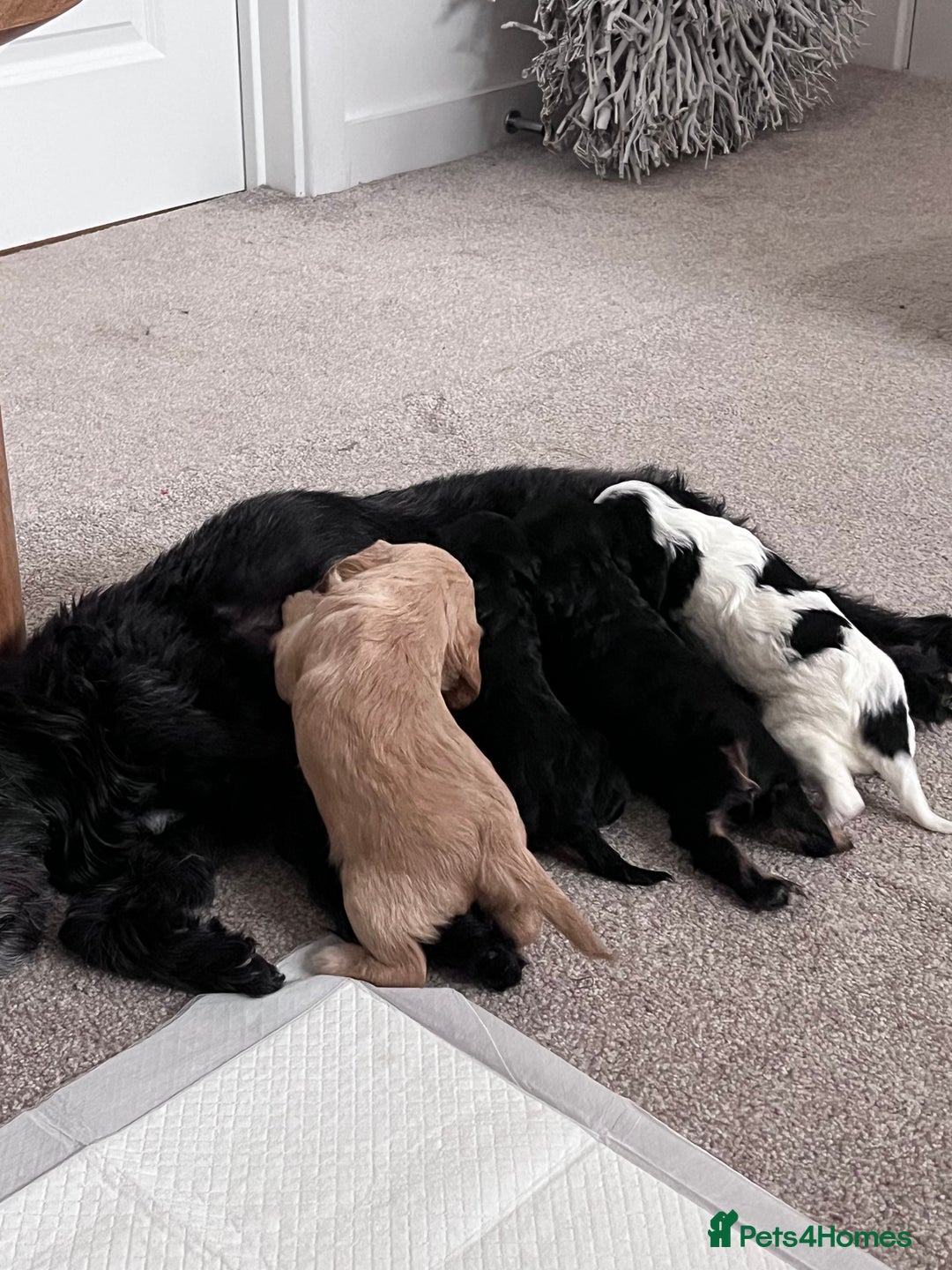 Cavapoo dogs for sale: STUNNING F1b REVERSE Cavapoos - Advert 29