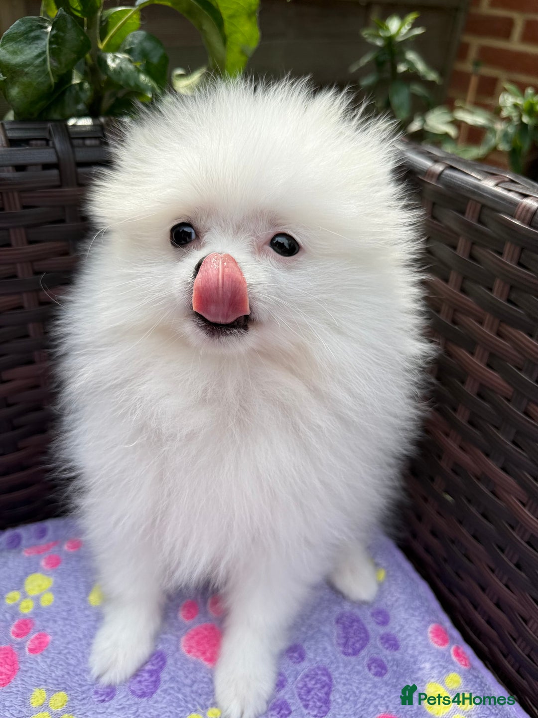 Pomeranian dogs for sale: Pom bears looking for loving homes❤️ - Image 12