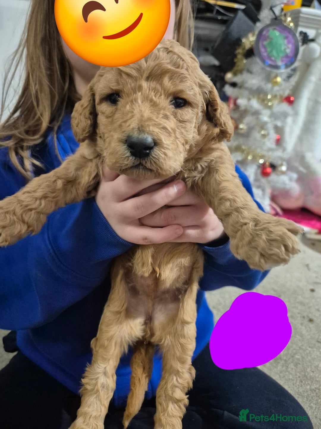 Poodle dogs for sale: Beautiful poodle pups - Advert 1