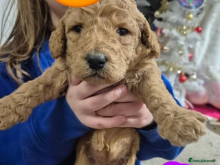 Poodle dogs Beautiful poodle pups - Advert 1