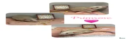 Rat rodents for sale: Baby Dumbo Rats  - Advert 3