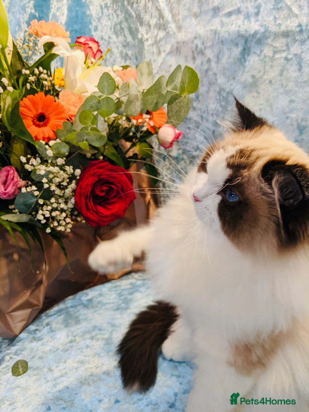 Ragdoll cats for sale: True Ragdoll nature 💛 ✨  - Advert 5