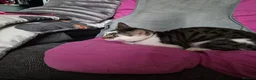Mixed Breed cats for adoption: Young rescue tabby male looking for home in Hook - Advert 8