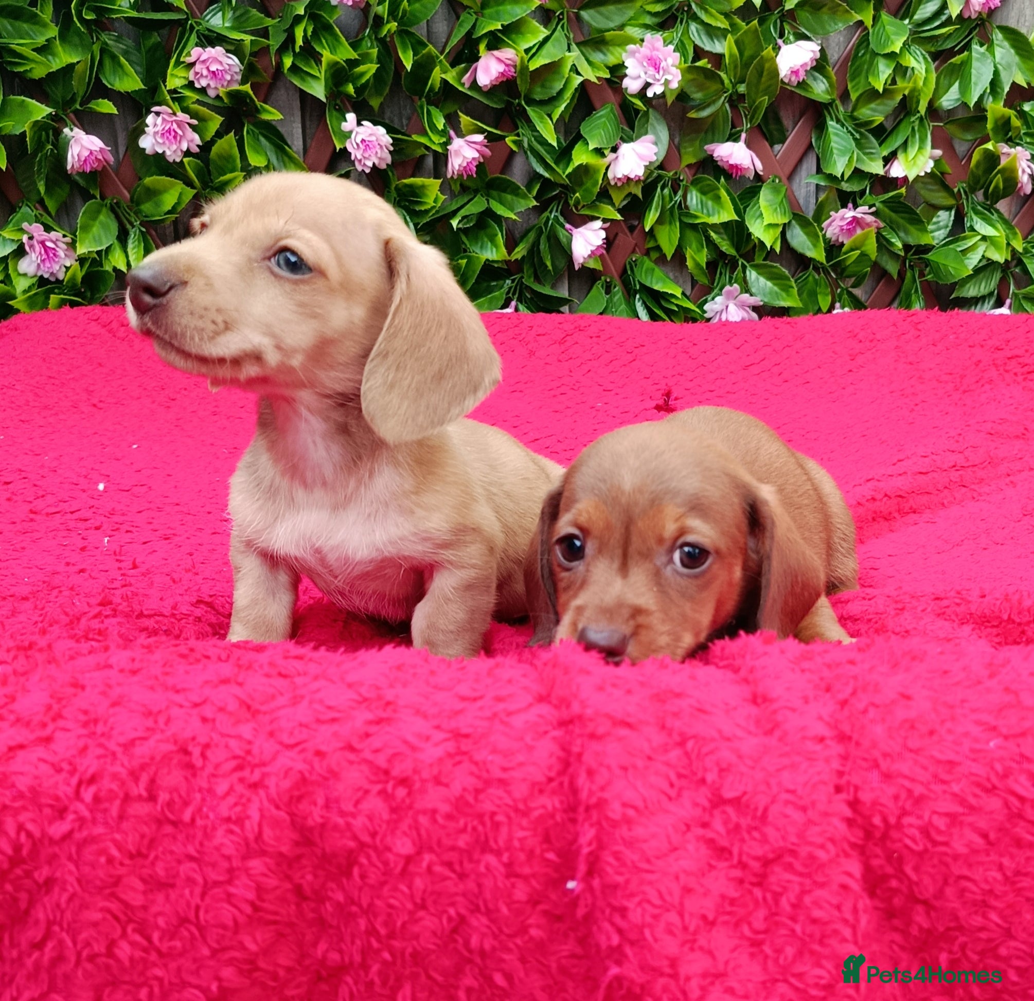 Miniature Dachshund dogs STUNNING CREAM LITTER KC REG PRA CLEAR - Advert 6