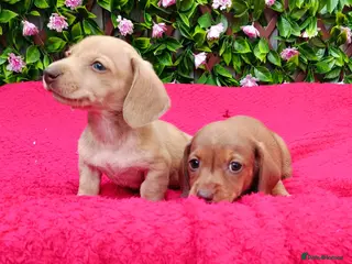 Miniature Dachshund dogs STUNNING CREAM LITTER KC REG PRA CLEAR - Advert 6