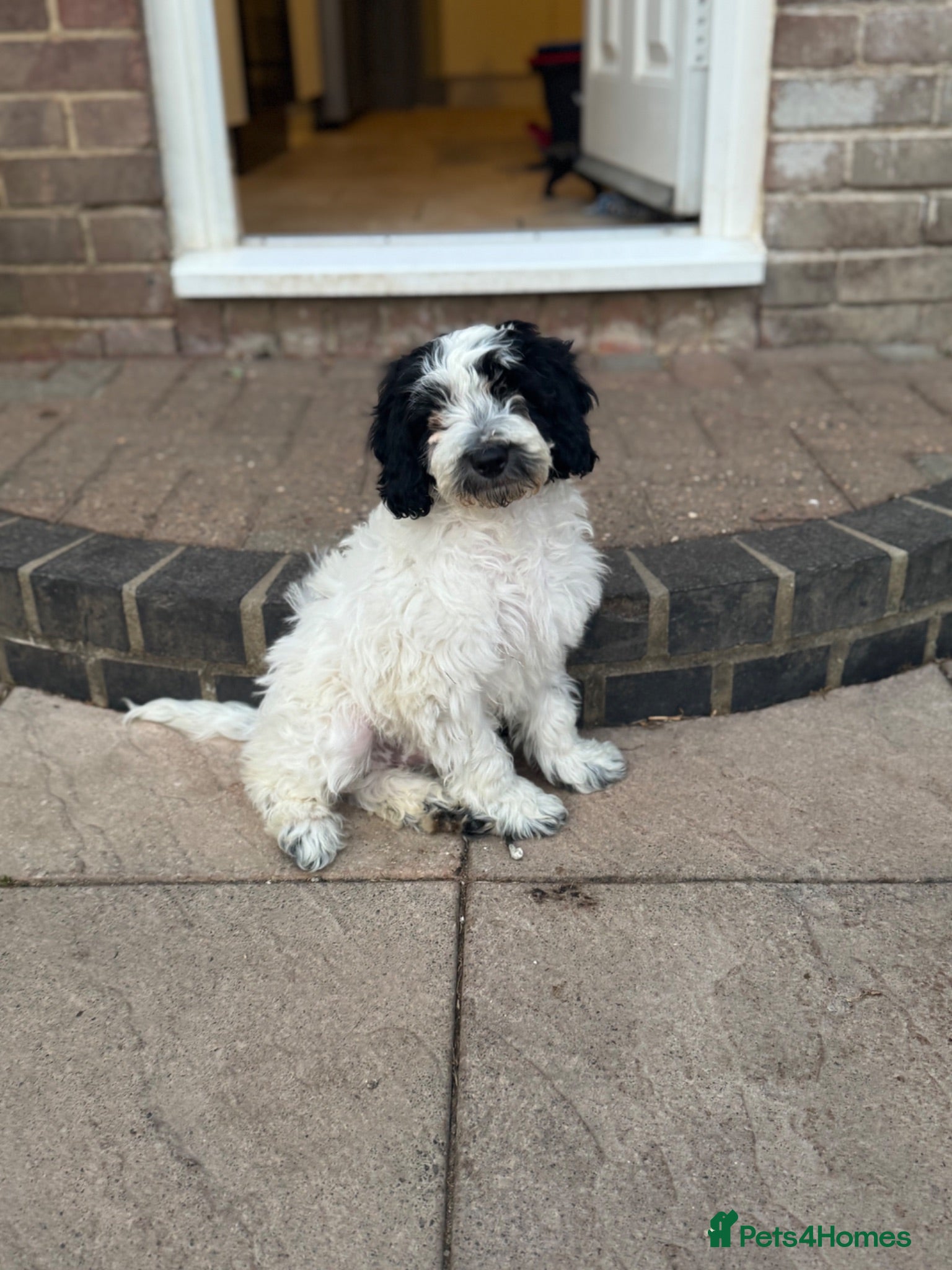 Cockapoo dogs 2 beautiful cockapoo puppies  - Advert 17