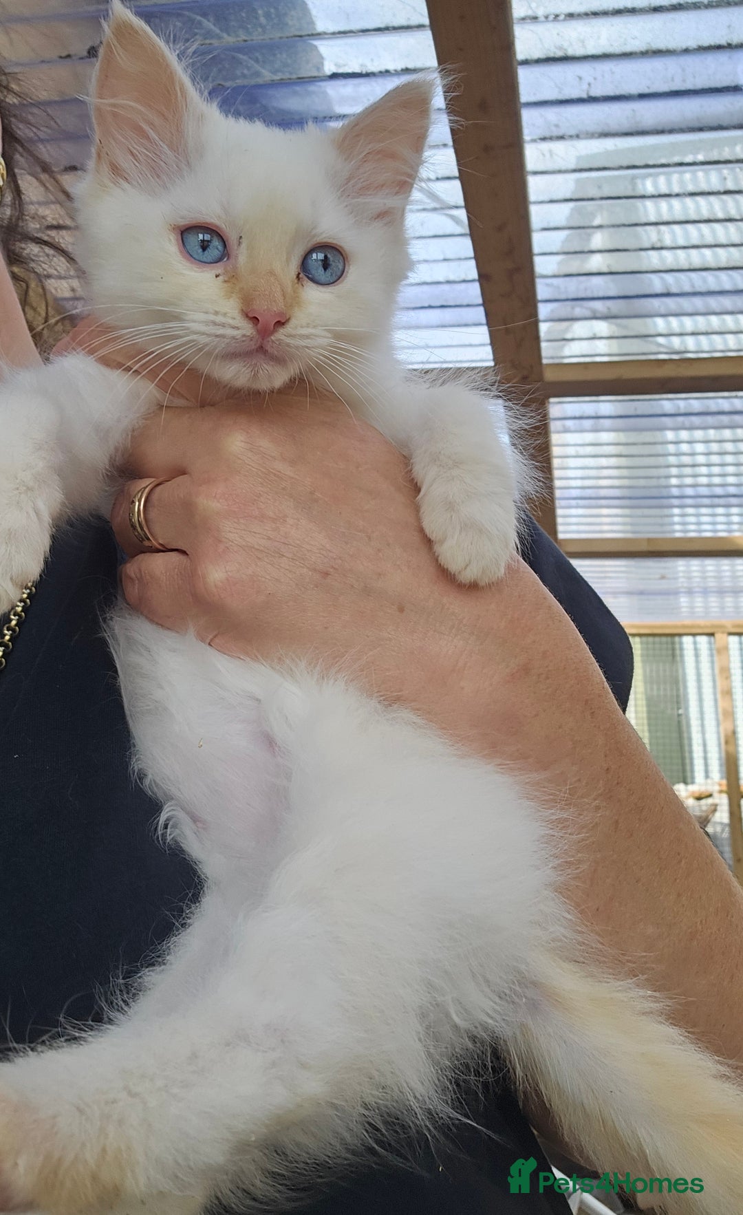 Ragdoll cats for sale: Ragdoll kittens - Image 12
