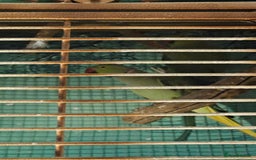 Parakeets birds for sale: Bonded Pair of Parakeets  - Image 2
