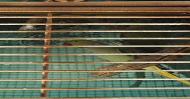 Parakeets birds - Advert 3