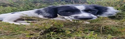 English Springer Spaniel dogs for sale: KC registered English Springer Spaniel puppies. - Advert 8
