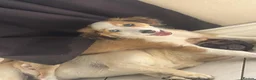 Mixed Breed dogs for sale: Saluki x border collie - Advert 2