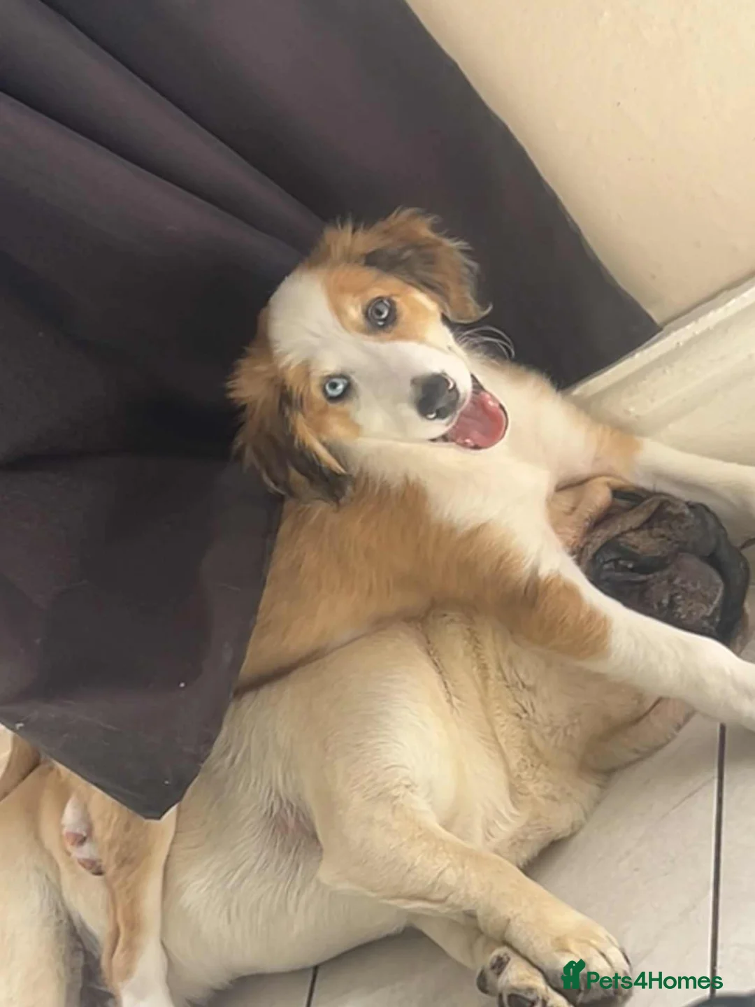 Mixed Breed dogs for sale: Saluki x border collie - Advert 2