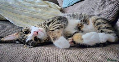 Mixed Breed cats - Advert 12