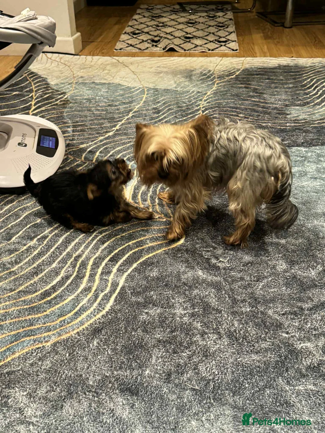 Yorkshire Terrier dogs for sale: yorkshire terrier and baby boy - Advert 6
