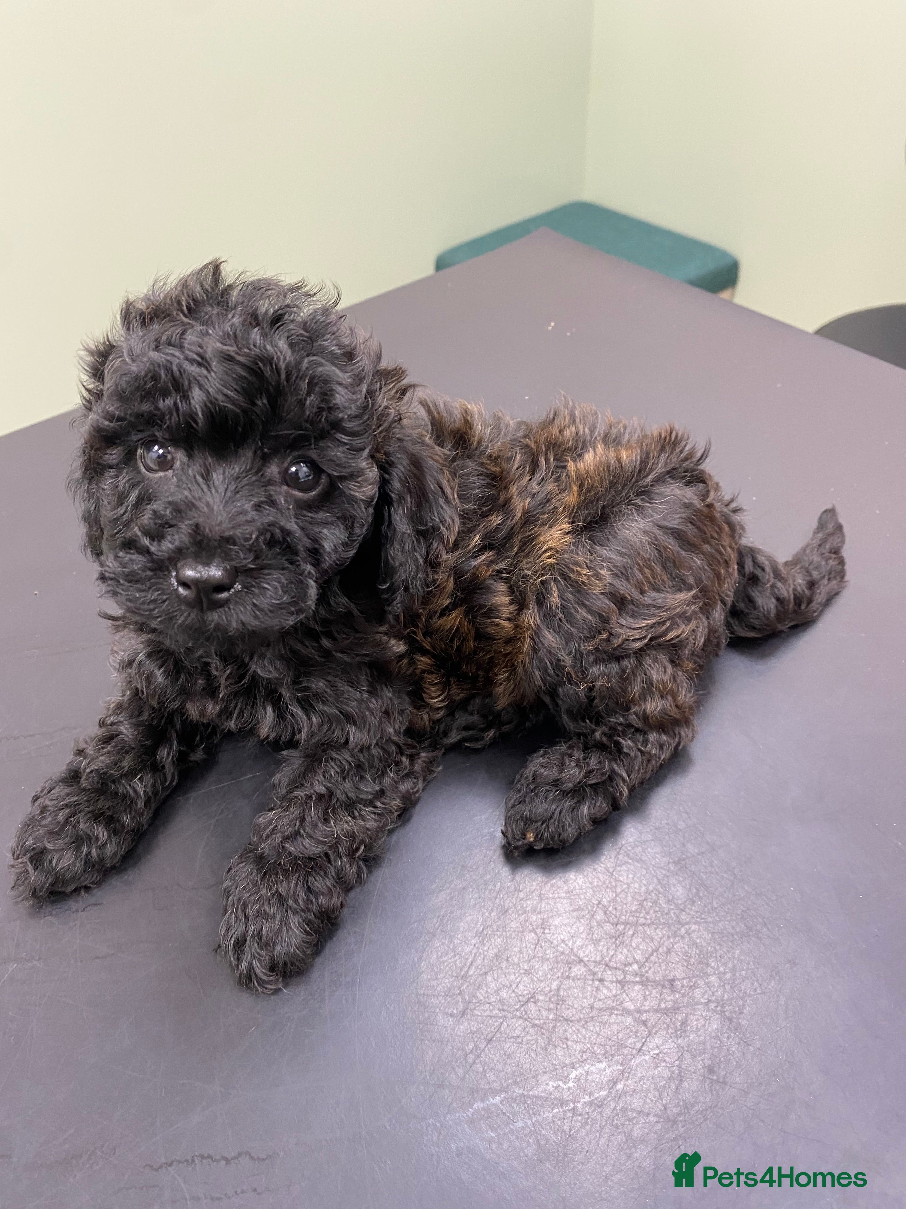 Toy Poodle dogs Toy Poodles 5 🌟 Licensed Breeder  - Advert 15