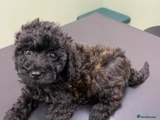 Toy Poodle dogs Toy Poodles 5 🌟 Licensed Breeder - Advert 15