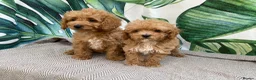 Maltipoo dogs for sale: RARE Asian teddy face maltipoo male puppy  **  - Advert 11