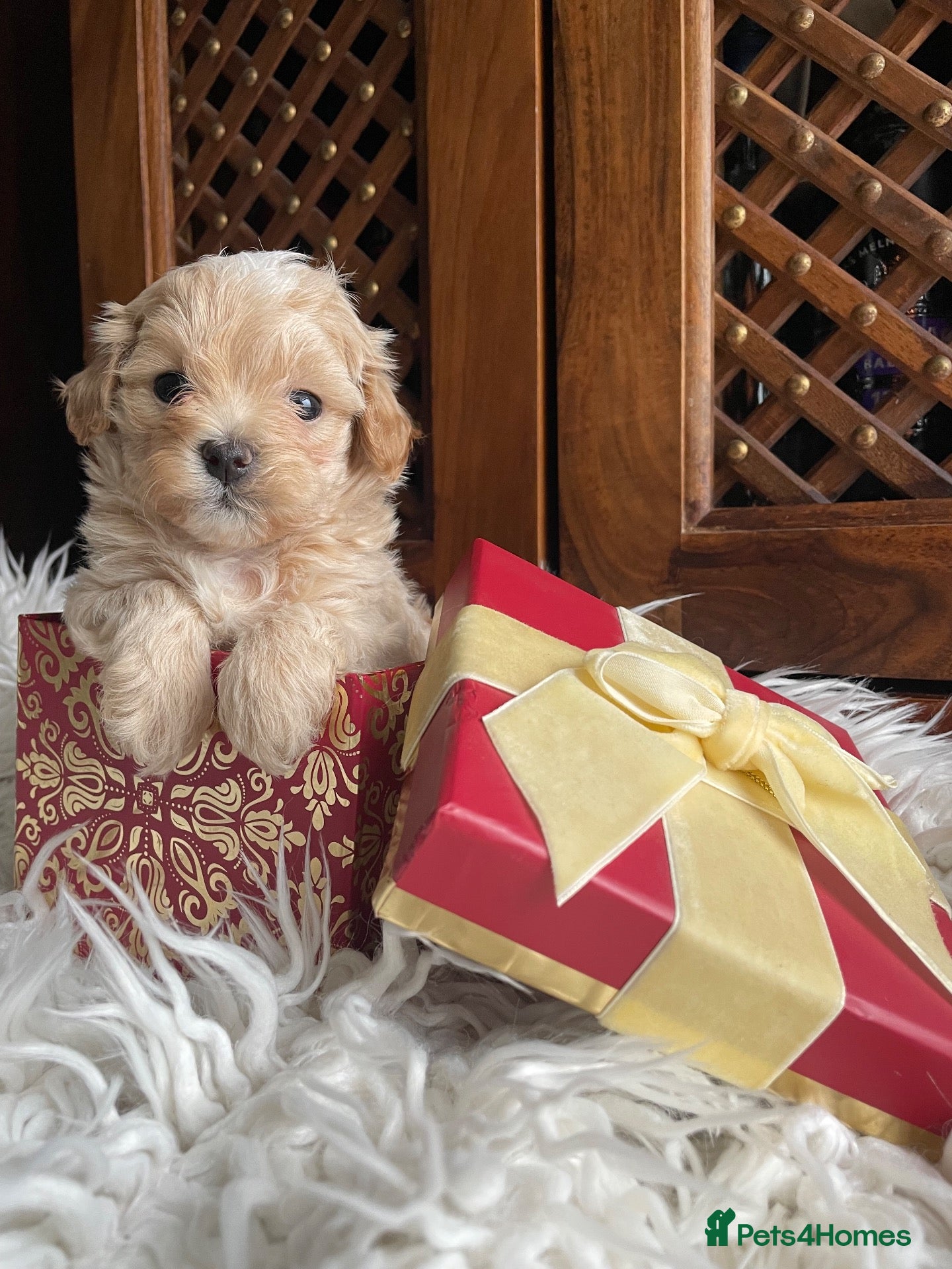 Maltipoo dogs Beautiful Tiny Maltipoo Puppies  - Advert 15