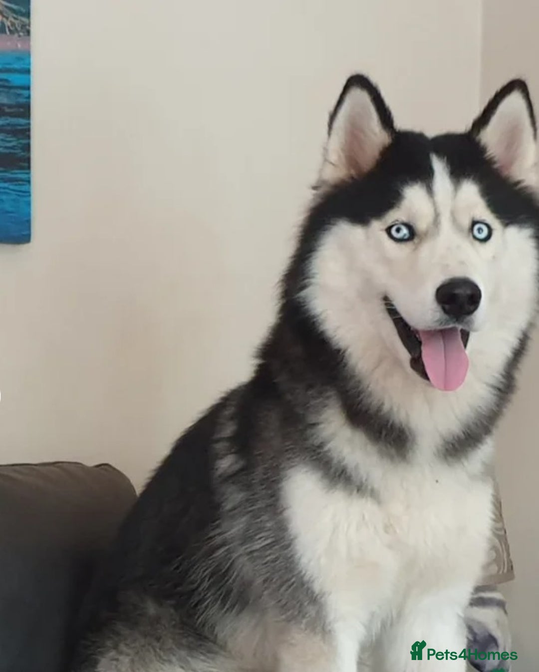 Siberian Husky dogs for sale: Stunning Siberian Husky Puppies for Sale 🐾 - Advert 15