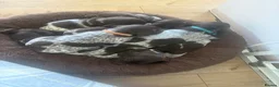 German Shorthaired Pointer dogs for sale: German shorthaired pointer pups  - Advert 4
