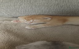 Scottish Fold cats for sale: Scottish Fold Kittens ( Delivery available) - Advert 17