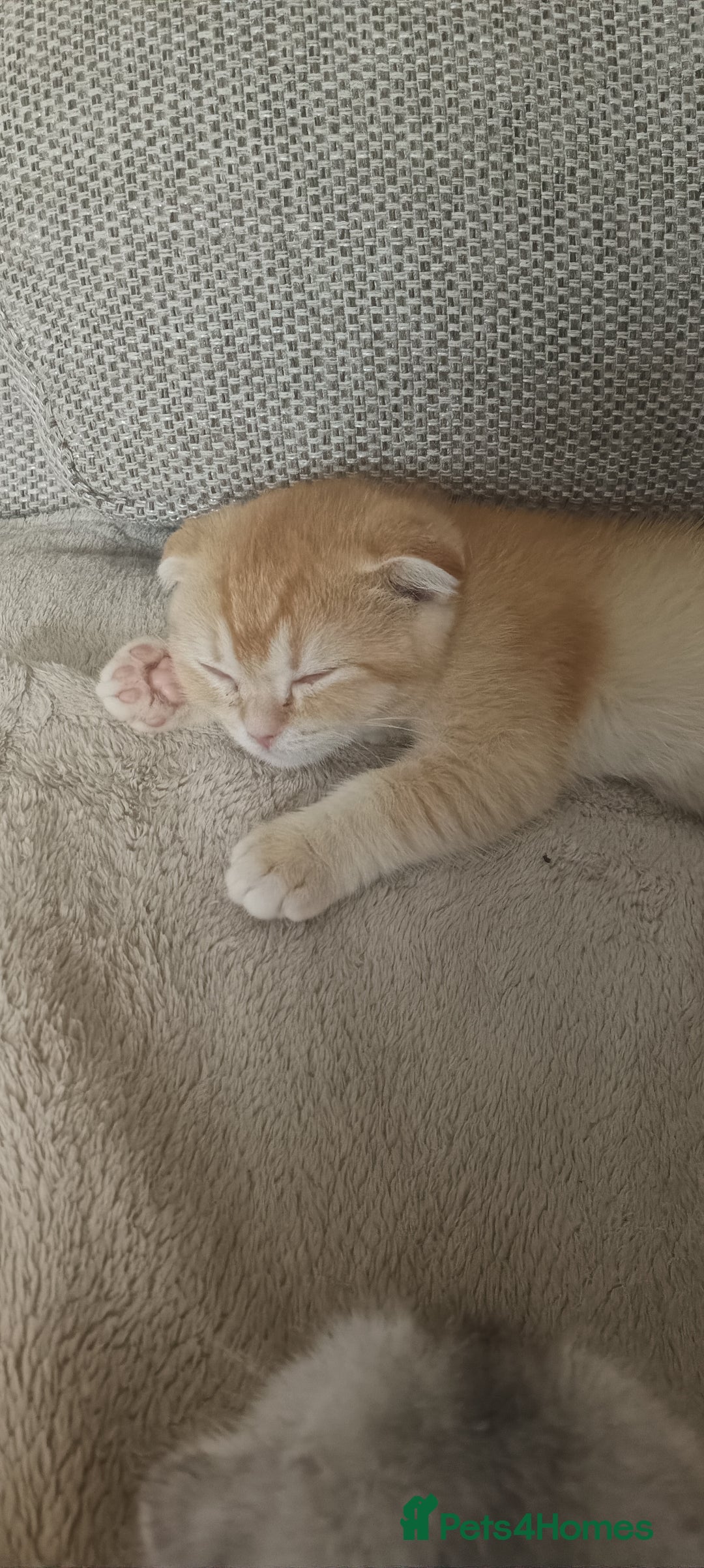 Scottish Fold cats for sale: Scottish Fold Kittens ( Delivery available) - Advert 17