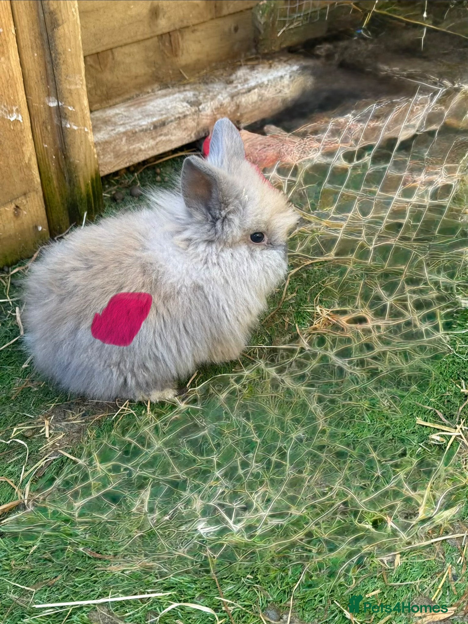 Mixed Breed rabbits Baby rabbits - Advert 2