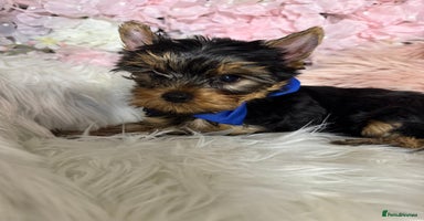 Yorkshire Terrier dogs in Johnstone - Advert 15