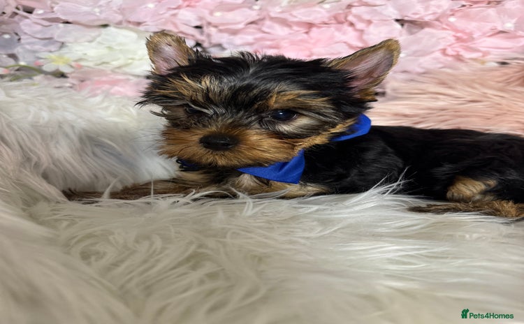 Yorkshire Terrier dogs in Johnstone - Advert 8