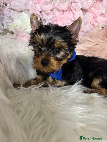 Yorkshire Terrier dogs in Johnstone - Advert 2