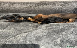 Jack Russell dogs for sale: Miniature Jack Russells - Image 4