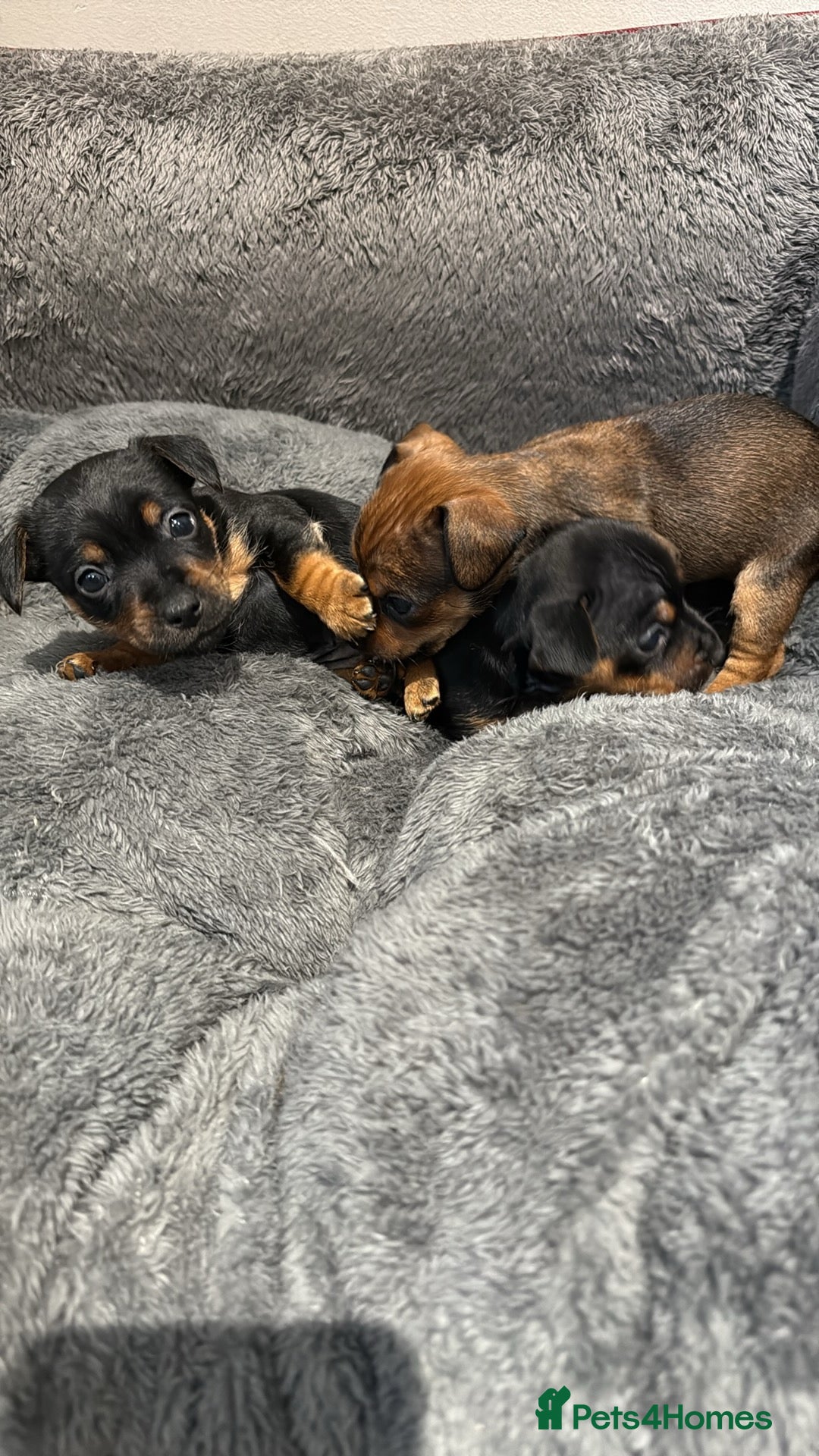 Jack Russell dogs for sale: Miniature Jack Russells - Image 4