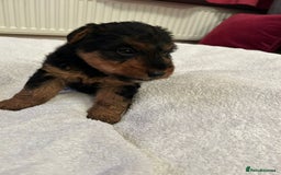 Welsh Terrier dogs for sale: Stunning Health Tested KC Reg Welshie Puppies - Advert 20