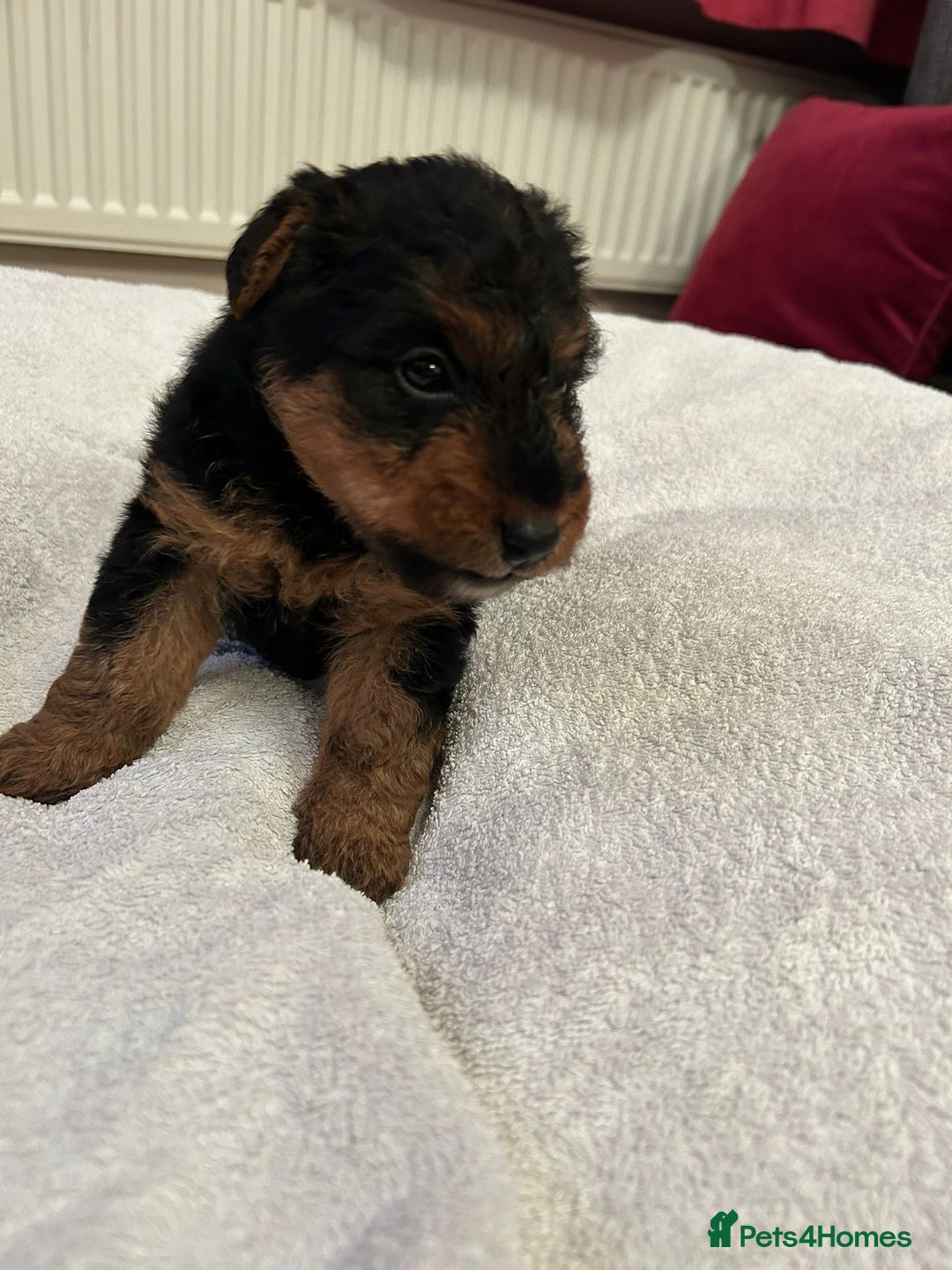 Welsh Terrier dogs for sale: Stunning Health Tested KC Reg Welshie Puppies - Advert 20