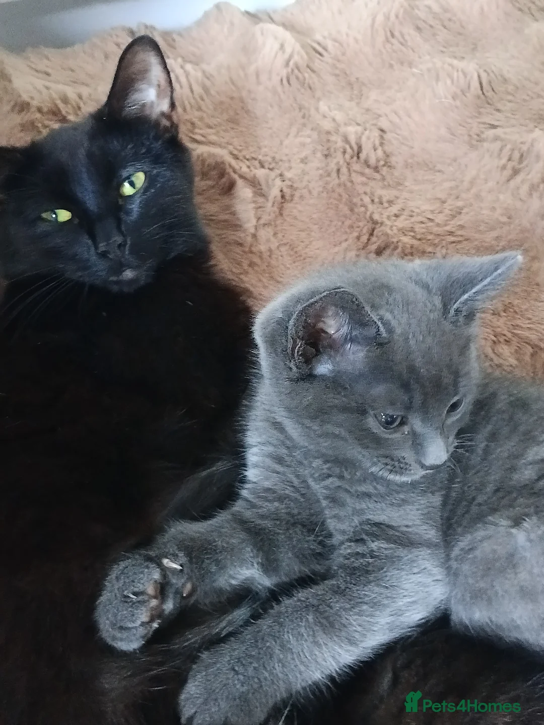 Mixed Breed cats for sale: Three kittens for sale in Clipston in Market Harborough - Advert 8