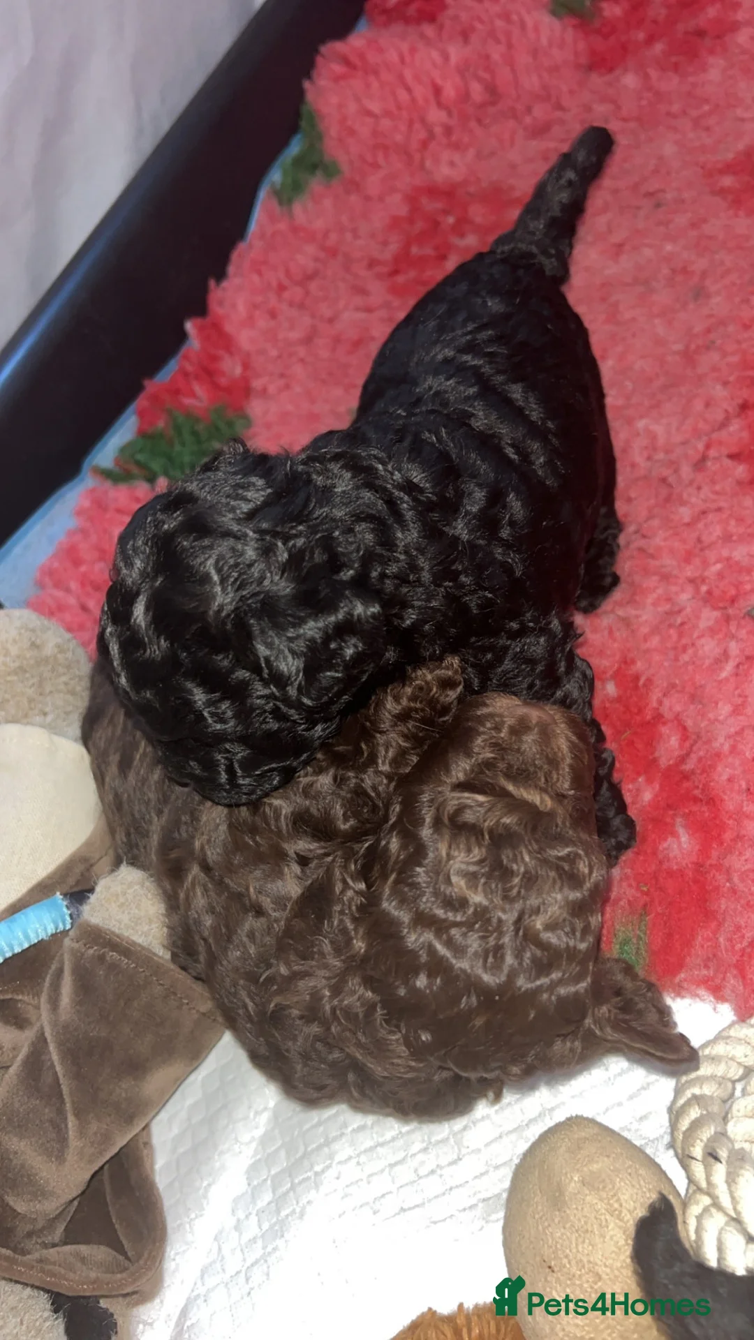 Lhasapoo dogs for sale: 🐾 GORGEOUS LHASAPOO PUPPIES  🐾 - Advert 1