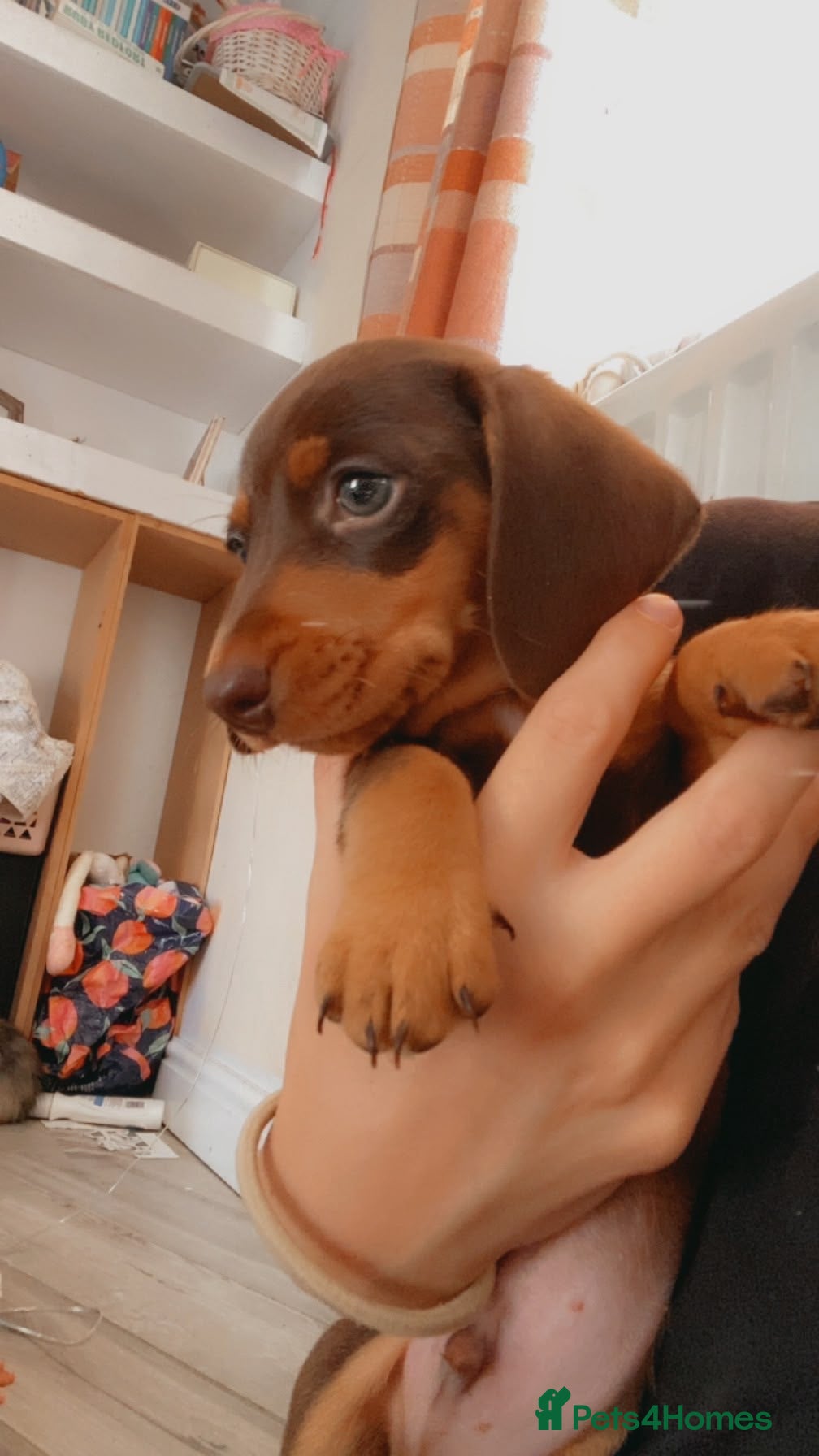 Miniature Dachshund dogs Gorgeous miniature dachshund puppies - Advert 7