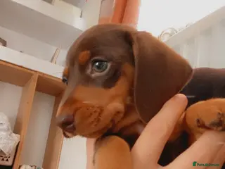 Miniature Dachshund dogs Gorgeous miniature dachshund puppies - Advert 7