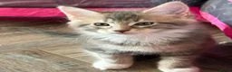 Maine Coon cats for sale: READY NOW Purebred Pedigree Maine Coon Kittens - Advert 5