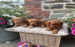 Cockapoo dogs for sale: Beautiful Toy F1 Cockapoo Puppies for sale - Image 2