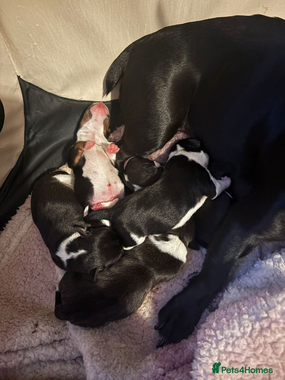 Jack Russell dogs for sale: Jack Russel pups - Advert 12