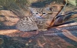 Mixed Breed cats for sale: Scottish straight cross kittens  - Image 9