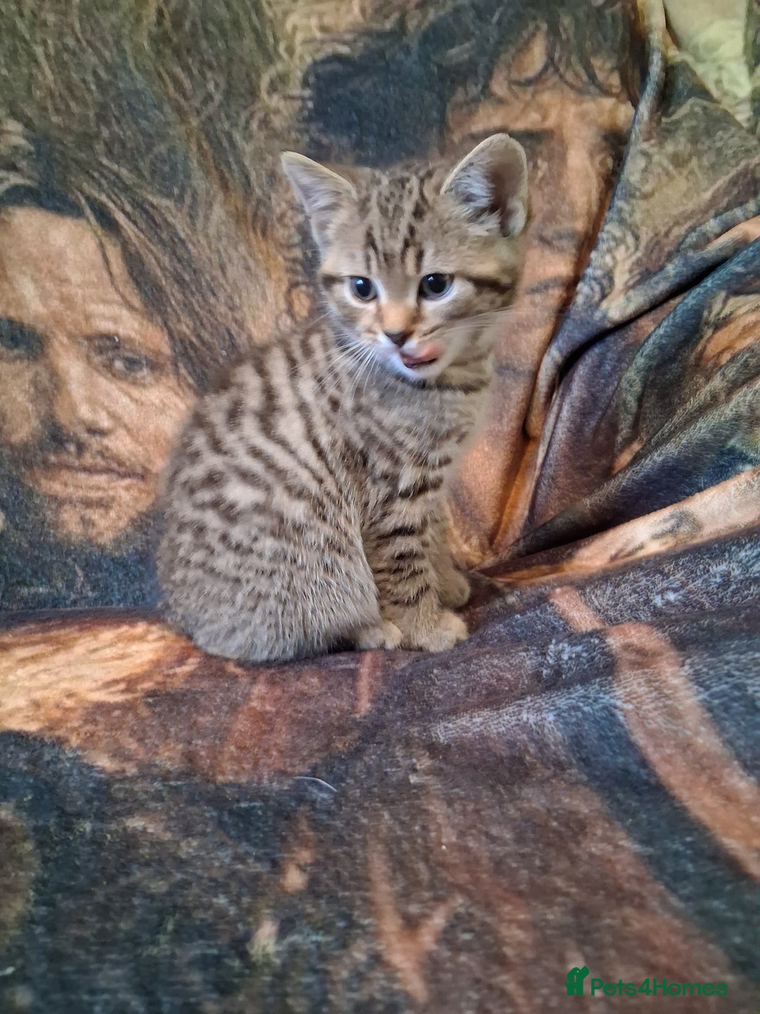 Mixed Breed cats for sale: Scottish straight cross kittens  - Image 9