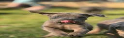 Neapolitan Mastiff dogs for sale:  5LEFT Neapolitan Mastiff x Cane Corso  - Advert 2