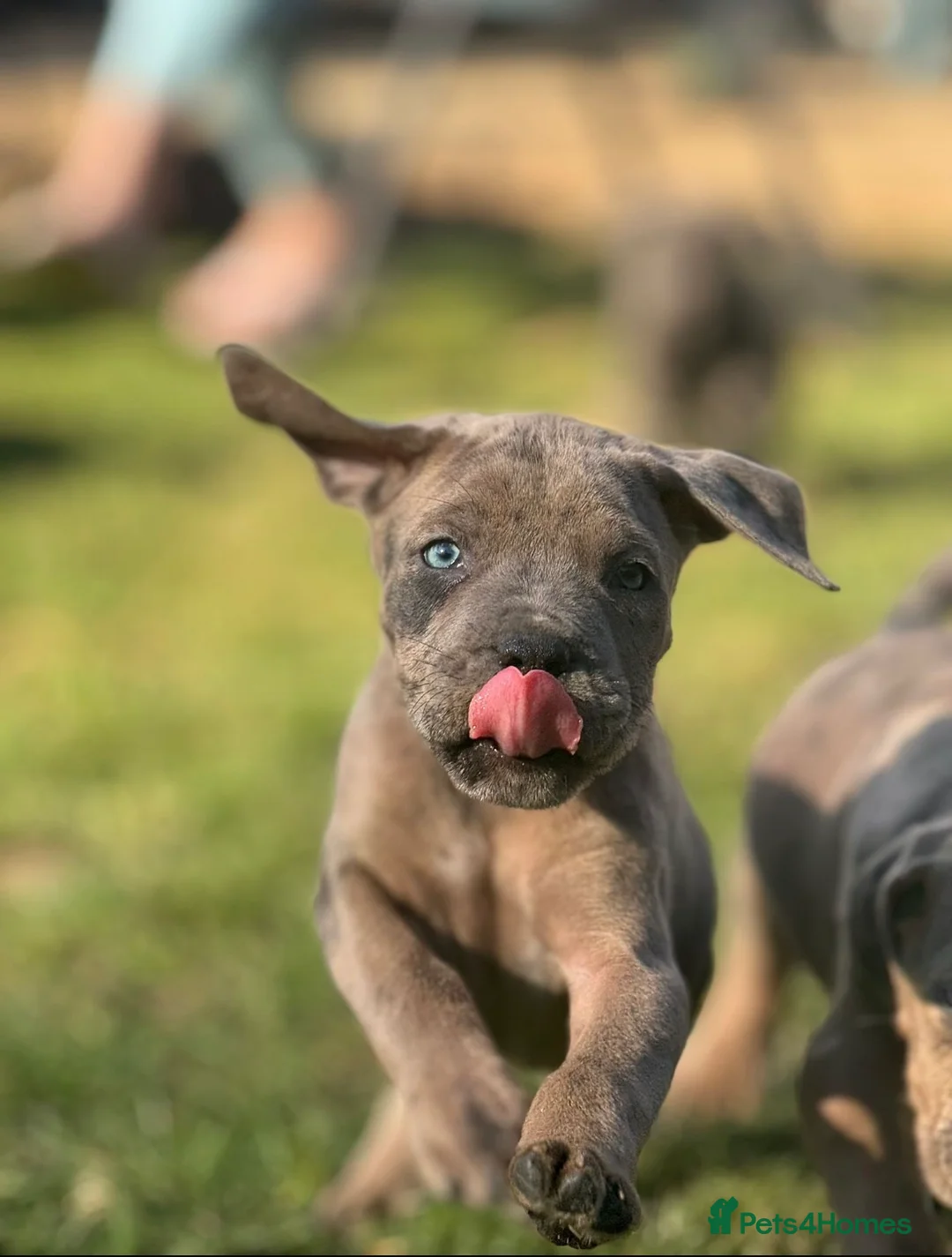 Neapolitan Mastiff dogs for sale:  5LEFT Neapolitan Mastiff x Cane Corso  - Advert 2