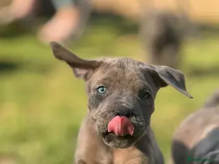 Neapolitan Mastiff dogs Neapolitan Mastiff x Cane Corso Puppies for Sale - Advert 16